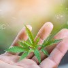 Cannabis, Hanf und THC