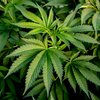 Cannabis, Hanf und THC