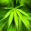 Cannabis, Hanf und THC