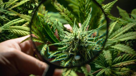 Cannabis-Check Cannabis-Check